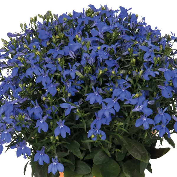 Lobelia Bella Oceano