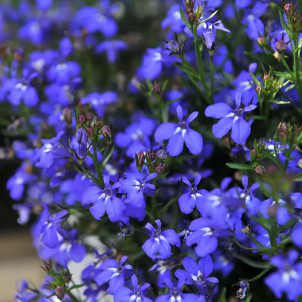 Lobelia Bella Oceano