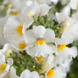 Nemesia Nesia Snow Angel Nemesia Nesia Snow Angel