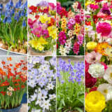 Plant Forget Coll Colpafcol 2026 - Garden Express Australia