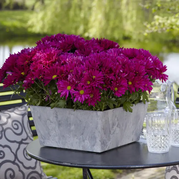 Pot Mum Chrysanthemum Breeze Collection 2 Pot Mum Chrysanthemum Breeze Collection 2