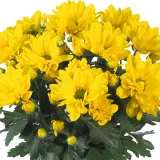 Pot Mum Chrysanthemum Breeze Collection 2 Pot Mum Chrysanthemum Breeze Collection 2