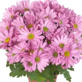 Pot Mum Chrysanthemum Breeze Collection 2 Pot Mum Chrysanthemum Breeze Collection 2