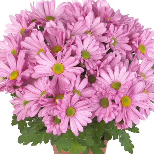 Pot Mum Chrysanthemum Breeze Collection 2 Pot Mum Chrysanthemum Breeze Collection 2