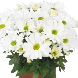 Pot Mum Chrysanthemum Breeze Collection 2 Pot Mum Chrysanthemum Breeze Collection 2