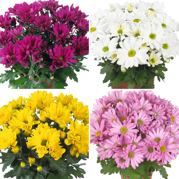 Pot Mum Chrysanthemum Breeze Collection 2 Pot Mum Chrysanthemum Breeze Collection 2