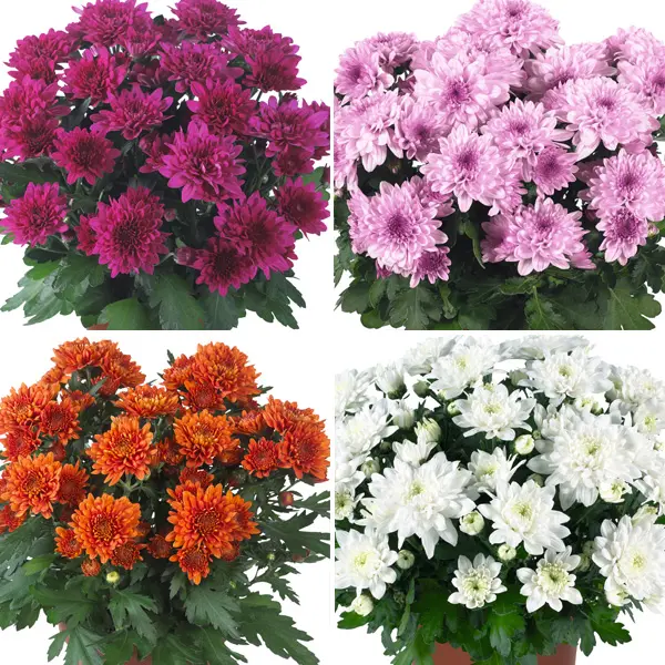 Pot Mum Chrysanthemum Chrystal Collection 2 Pot Mum Chrysanthemum Chrystal Collection 2