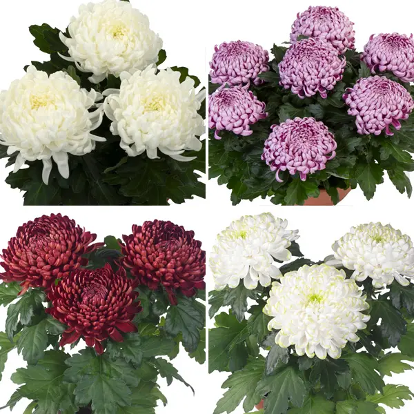 Pot Mum Chrysanthemum Cosmo Disbud Collection Pot Mum Chrysanthemum Cosmo Disbud Collection