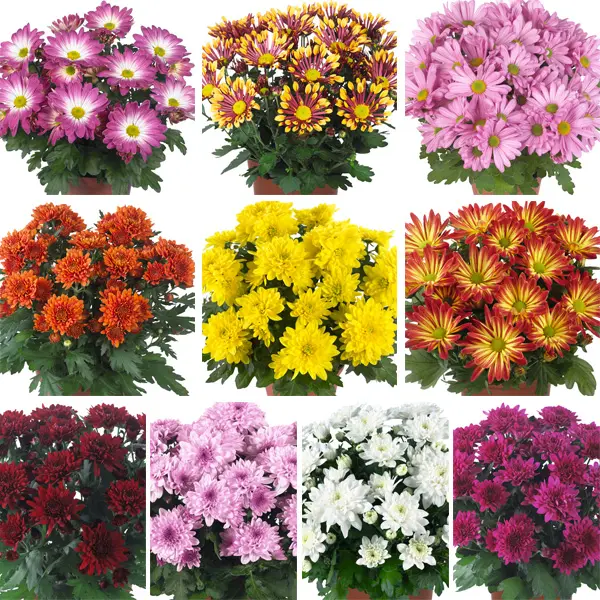 Pot Mum Chrysanthemum Ultimum Collection Pot Mum Chrysanthemum Ultimum Collection