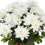 Pot Mum Chrysanthemum Chrystal Collection 3 Pot Mum Chrysanthemum Chrystal Collection 3