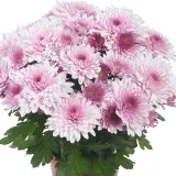 Pot Mum Chrysanthemum Chrystal Collection 3 Pot Mum Chrysanthemum Chrystal Collection 3