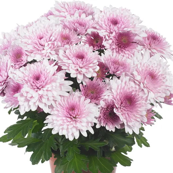Pot Mum Chrysanthemum Chrystal Collection 3 Pot Mum Chrysanthemum Chrystal Collection 3