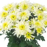 Pot Mum Chrysanthemum Chrystal Collection 3 Pot Mum Chrysanthemum Chrystal Collection 3