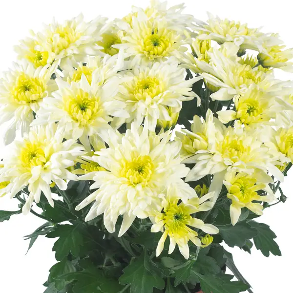 Pot Mum Chrysanthemum Chrystal Collection 3 Pot Mum Chrysanthemum Chrystal Collection 3