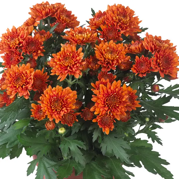 Pot Mum Chrysanthemum Chrystal Collection 2 Pot Mum Chrysanthemum Chrystal Collection 2