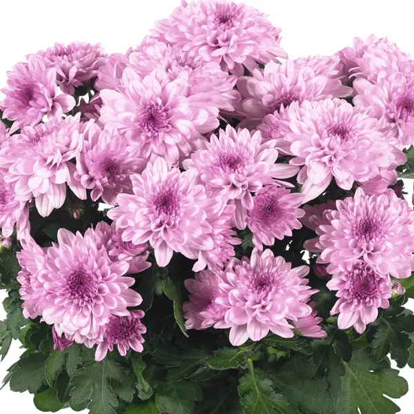 Pot Mum Chrysanthemum Chrystal Collection 2 Pot Mum Chrysanthemum Chrystal Collection 2