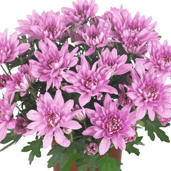 Pot Mum Chrysanthemum Chrystal Collection 3 Pot Mum Chrysanthemum Chrystal Collection 3