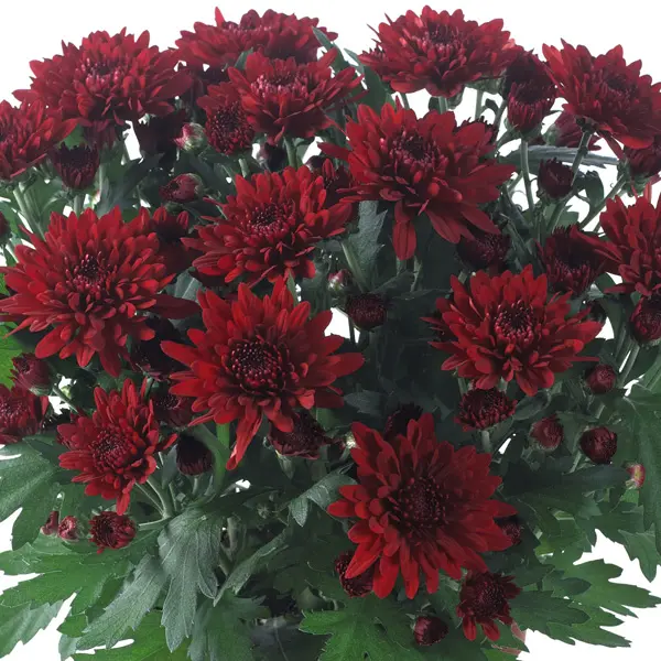 Pot Mum Chrysanthemum Ultimum Collection Pot Mum Chrysanthemum Ultimum Collection