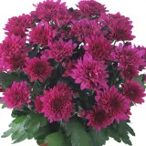 Pot Mum Chrysanthemum Chrystal Collection 2 Pot Mum Chrysanthemum Chrystal Collection 2