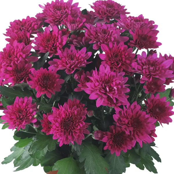 Pot Mum Chrysanthemum Chrystal Collection 2 Pot Mum Chrysanthemum Chrystal Collection 2
