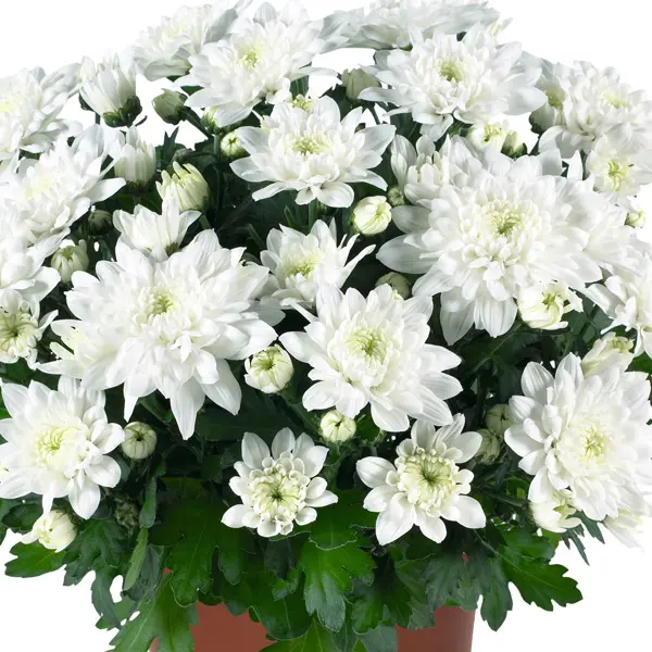 Pot Mum Chrysanthemum Ultimum Collection Pot Mum Chrysanthemum Ultimum Collection