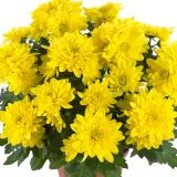 Pot Mum Chrysanthemum Ultimum Collection Pot Mum Chrysanthemum Ultimum Collection