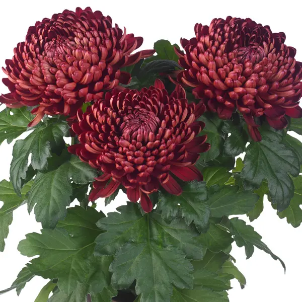 Pot Mum Chrysanthemum Cosmo Disbud Collection Pot Mum Chrysanthemum Cosmo Disbud Collection