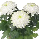 Pot Mum Chrysanthemum Cosmo Disbud Collection Pot Mum Chrysanthemum Cosmo Disbud Collection