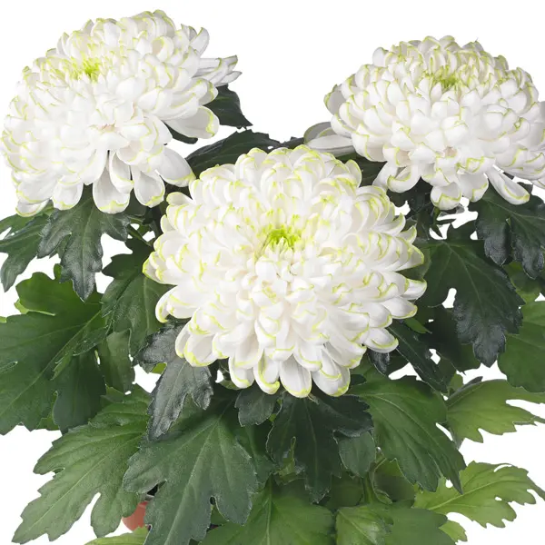 Pot Mum Chrysanthemum Cosmo Disbud Collection Pot Mum Chrysanthemum Cosmo Disbud Collection