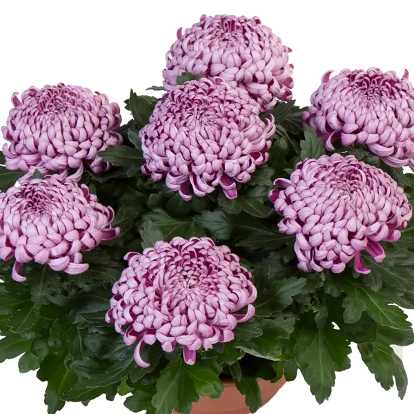 Pot Mum Chrysanthemum Cosmo Disbud Collection Pot Mum Chrysanthemum Cosmo Disbud Collection