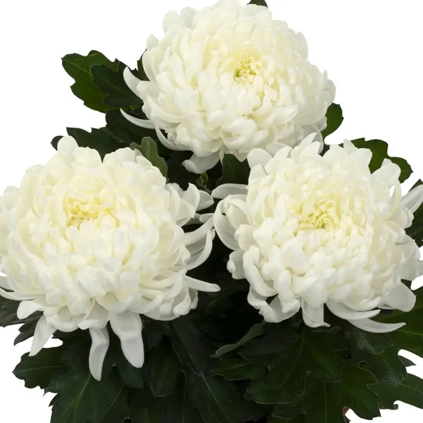 Pot Mum Chrysanthemum Cosmo Disbud Collection Pot Mum Chrysanthemum Cosmo Disbud Collection