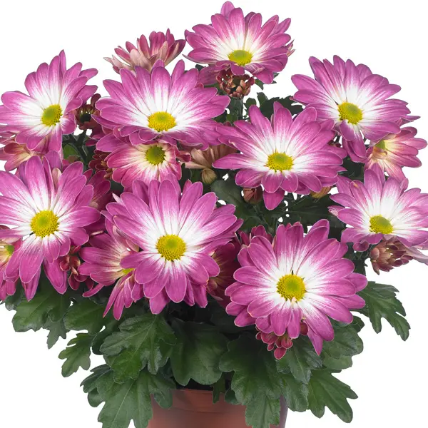 Pot Mum Chrysanthemum Strawberries And Cream Collection Pot Mum Chrysanthemum Strawberries And Cream Collection