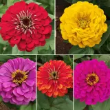 Zinnia Benarys Giant Mixed 3pk Zinnia Benarys Giant Mixed 3pk