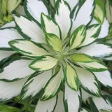 Alstroemeria Rock And Roll Alstroemeria Rock And Roll