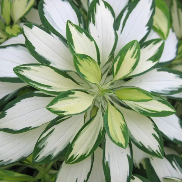 Alstroemeria Rock And Roll