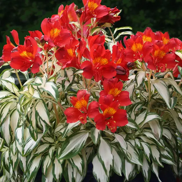 Alstroemeria Rock And Roll
