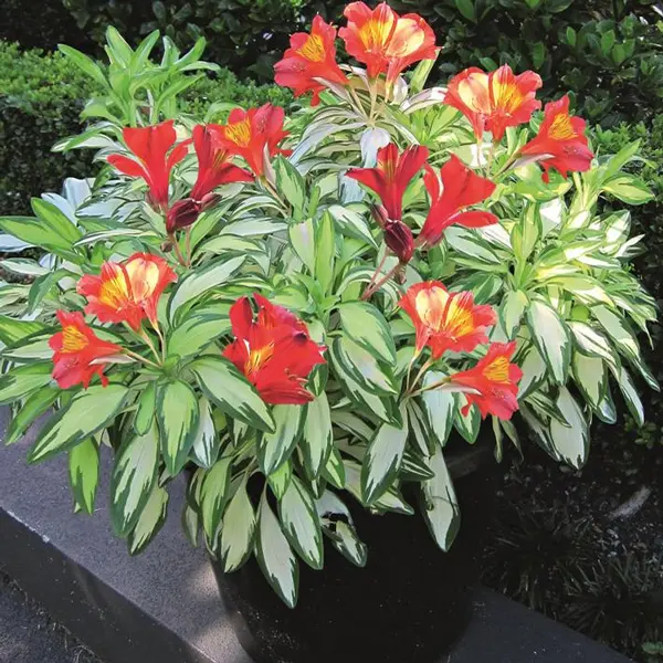 Alstroemeria Rock And Roll