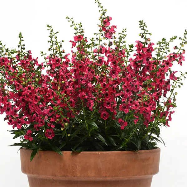 Angelonia Archangel Cherry Red