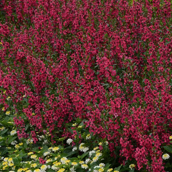Angelonia Archangel Cherry Red