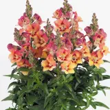 Antirrhinum Antirinca Copper Apricot P68antaca - Garden Express Australia