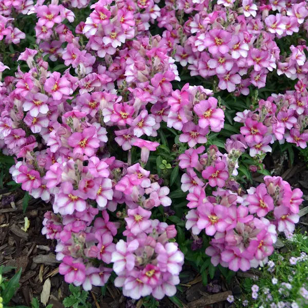 Antirrhinum Antirinca Rose