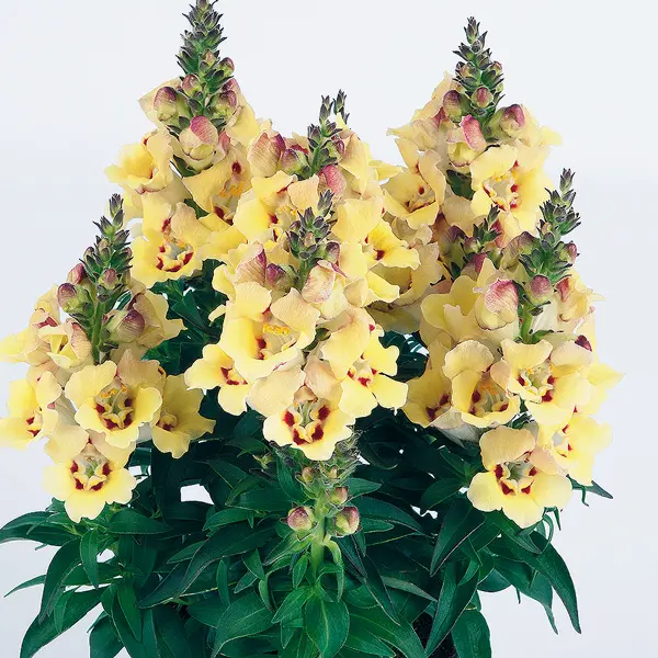 Antirrhinum Antirinca Yellow Maroon Antirrhinum Antirinca Yellow Maroon