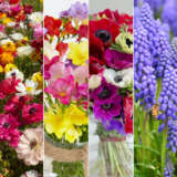 Australia Day Throw Grow Colausthr 2026 - Garden Express Australia