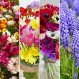 Australia Day Throw Grow Colausthr 2026 - Garden Express Australia