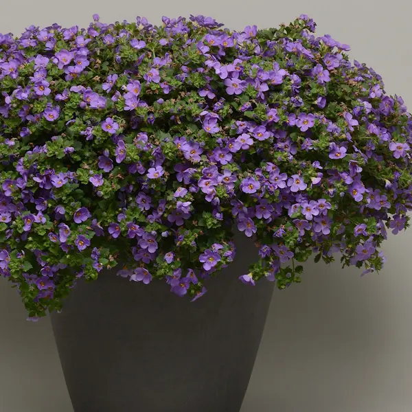 Bacopa Megacopa Blue