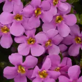 Bacopa Mega Copa Pink P68bacmpk - Garden Express Australia