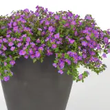 Bacopa Megacopa Plum Bacopa Megacopa Plum