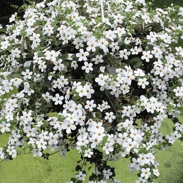 Bacopa Megacopa White