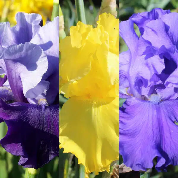 Bearded Iris Collection 3