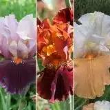 Bearded Iris Collection 4 2026 Colbircol - Garden Express Australia
